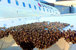 شہد کی مکھیوں کے بڑے جھنڈ نے جہاز کی پرواز روک لی