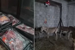 اسلام آباد میں 25 من گدھے کا گوشت برآمد، غیر ملکی شہری گرفتار