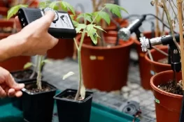 پودے آوازیں نکالتے ہیں، کیڑے سنتے اور ردِعمل بھی دیتے ہیں، تحقیق کا حیران کن انکشاف