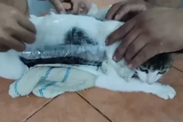 جیل میں بلی کے ذریعے منشیات اسمگلنگ کی کوشش ناکام