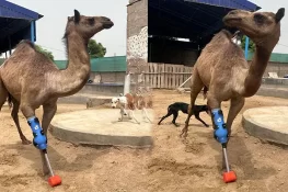 سانگھڑ کی زخمی اونٹنی کو امریکا سے منگوائی گئی مصنوعی ٹانگ لگا دی گئی