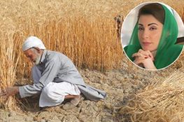 گندم کے کاشتکاروں کو تنہا نہیں چھوڑیں گے ، مریم نواز کا بڑا اعلان