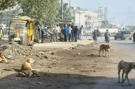 کتے کے کاٹنے سے ریبیز کا شکار مزید 6 افراد جاں بحق