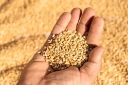 پنجاب میں گندم کی قیمت میں 600 روپے اضافہ، روٹی بھی مہنگی ہونے کا خدشہ