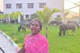 بھارت: دودھ فروش نے احتجاجاً اپنی بھینسیں ایم ایل اے کے دفتر کے باہر باندھ دیں