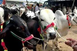 کوٹ رانجھا میں 24 لاکھ روپے کے مویشی چوری، مقدمہ درج