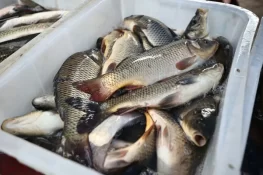 پاکستان کو امریکا میں مچھلی برآمد کرنے کی اجازت مل گئی