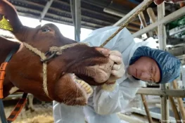 آزاد کشمیر: حویلی میں منہ کھر کی وبا، سیکڑوں مویشی متاثر، درجنوں ہلاک