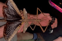 آسٹریلیا کے جنگلات سے نئی قسم کا دیوقامت کیڑا دریافت