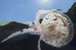 جیلی فِش کے حملے سے ملک کا سب سے بڑا جوہری پاور پلانٹ بند