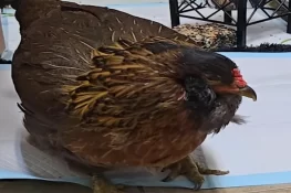 ٹیکساس کی 14 سالہ مرغی ’’پرل‘‘ دنیا کی معمر ترین زندہ مرغی قرار