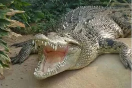 سکھر: شوہر نے بیوی کو مگرمچھ کے جبڑے سے بچا لیا