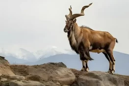 مارخور کے شکار کے لیے پرمٹ جاری، قیمت 2 لاکھ 46 ہزار ڈالر