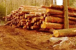 گلگت بلتستان کے وزیر کا جنگلات کی کٹائی میں ملوث ہونے کا انکشاف