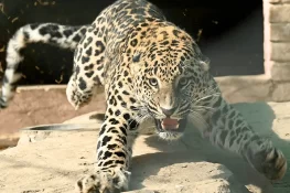 ایبٹ آباد: محکمہ وائلڈ لائف نے خطرناک تیندوے کو قابو کرلیا