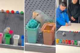 چینی طوطے نے 10 رنگوں کی شناخت کر کے نیا عالمی ریکارڈ قائم کر دیا