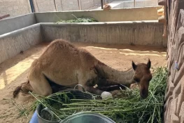 سکھر میں تشدد سے زخمی اونٹنی کا جبڑا سرجری سے درست، انفیکشن زدہ ٹانگ کاٹ دی گئی