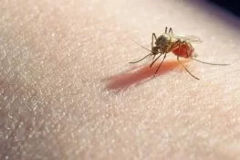 مچھروں کو خود سے دور رکھنا چاہتے ہیں؟ سائنسدانوں نے آسان طریقہ جان لیا