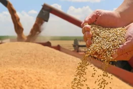 منڈی بہاؤالدین: گندم کے گوداموں پر چھاپے، 3 کروڑ روپے مالیت کی 400 ٹن گندم برآمد