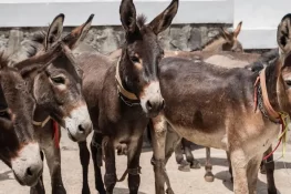 چین کا پشاور میں سالانہ 80 ہزار گدھے پالنے اور برآمد کرنے کا منصوبہ