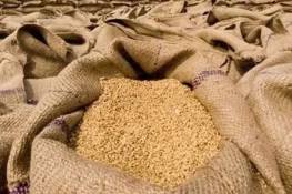 پنجاب میں گندم کے بیج کی قیمت میں بڑی کمی، کسانوں کو ریلیف