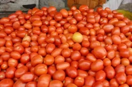 ٹماٹر کی قیمتوں میں ہوشربا اضافے کی وجوہات سامنے آگئیں