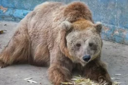 کراچی چڑیا گھر میں قید ریچھ رانو کو اسلام آباد منتقل کرنے کا عدالتی حکم