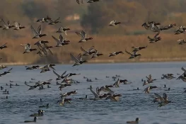 پنجاب میں مہاجر آبی پرندوں کے شکار کی مشروط اجازت، سیزن یکم اکتوبر سے شروع