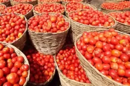 ٹماٹر کی قیمتوں میں ہوشربا اضافہ، فی کلو 500 روپے تک فروخت