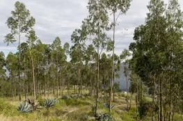 لاہور کے گرد جنگل نما حد بندی کا منصوبہ، 48 لاکھ پودے لگانے کا اعلان