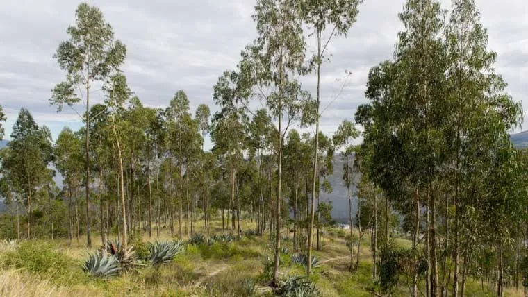 914959_45095009 لاہور کے گرد جنگل نما حد بندی کا منصوبہ، 48 لاکھ پودے لگانے کا اعلان