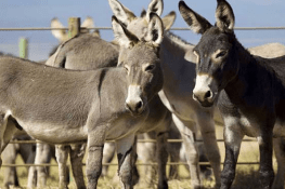 گدھوں کی کھالوں کی برآمد پر پابندی ختم