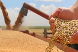 پنجاب میں گندم خریداری کی قیمت 3500 روپے فی من مقرر، جامع منصوبہ تیار