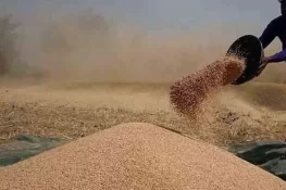 سندھ حکومت کا وفاق سے ملکی سطح پر گندم کی امدادی قیمت مقرر کرنے کا مطالبہ