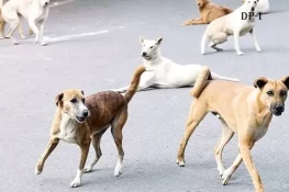 اسلام آباد ہائیکورٹ کا آوارہ کتوں کو مارنے پر ذمہ داروں کے خلاف مقدمہ درج کرنے کا حکم