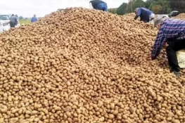 پولینڈ میں 150 ٹن آلو ’چوری‘، مفت بانٹنے کی افواہ نے مالک کو برباد کردیا