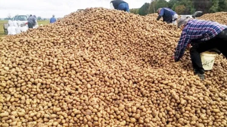 potato-giveaway1761298748-0 پولینڈ میں 150 ٹن آلو ’چوری‘، مفت بانٹنے کی افواہ نے مالک کو برباد کردیا