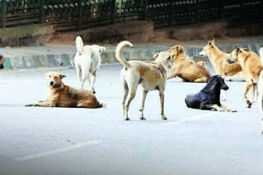 نئی دہلی: اسٹیڈیم میں آوارہ کتوں کا حملہ، کینیا اور جاپان کے کوچز زخمی