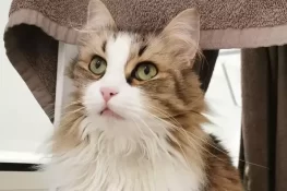 فرانس میں بلی کے بار بار پڑوسی کے باغ میں گھسنے پر خاتون کو 3 لاکھ 93 ہزار روپے جرمانہ