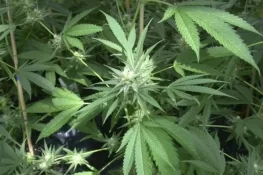 قلعہ سیف اللہ: بھنگ کے کاشت کاروں کے گرد گھیرا تنگ، ملوث زمینداروں کی فہرست تیار