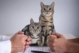 شوہر کو سابقہ بیوی کو بلیوں کی دیکھ بھال کیلئے ہر 3 ماہ بعد 67 ہزار روپے دینے کا حکم