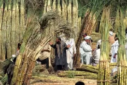 گھوٹکی: گنے کے کاشتکاروں نے شوگر ملز کی جانب سے 400 روپے فی من نرخ مسترد کر دیا