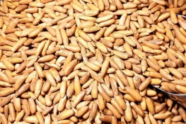 چلغوزہ سستا، جنوبی وزیرستان میں فی کلو 3 ہزار روپے میں دستیاب