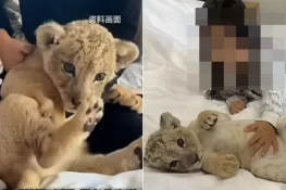 چین میں انوکھا ہوٹل: شیر کے بچے مہمانوں کو صبح جگانے کی ڈیوٹی انجام دیتے ہیں