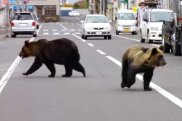 جاپان میں ریچھوں کو آبادی سے دور رکھنے کے لیے بھونکنے والے ڈرون تعینات