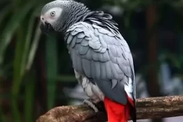 سیئول میں کافی چرانے والا طوطا پولیس کے حوالے کر دیا گیا