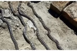 شکرگڑھ کے گھر سے 29 سانپ برآمد، ریسکیو کی بروقت کارروائی سے علاقہ محفوظ