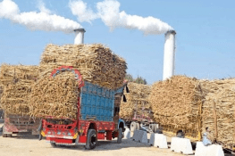 پنجاب کی 41 شوگر ملز میں کرشنگ کا آغاز