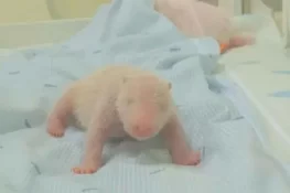 انڈونیشیا کے سفاری پارک میں پہلی بار پانڈا کے بچے کی پیدائش