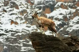 چترال: روسی شہری نے 68 ہزار ڈالر میں کشمیری مارخور کا شکار کیا، آمدن سے مقامی فلاح